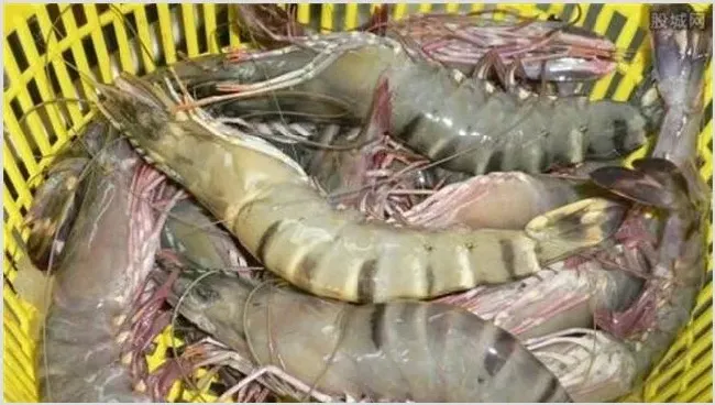 草虾怎么养殖 | 动物养殖资料