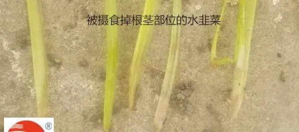 河蟹池塘水韭菜漂浮的处理方法