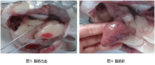 斑点叉尾鮰病害连发三年，他们如何攻破难关？