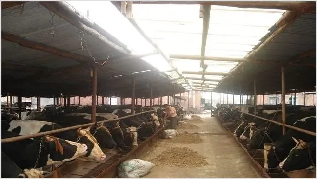 肉牛怎么驱虫 | 动物养殖技术