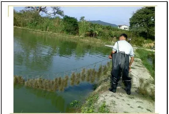 江兴龙教授谈池塘生物膜低碳养殖技术