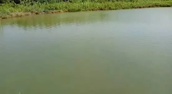 成功处理老绿水引起鱼苗不吃料现象案例