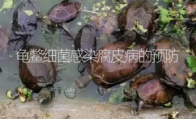 龟鳖细菌感染腐皮病的预防 | 淡水养殖