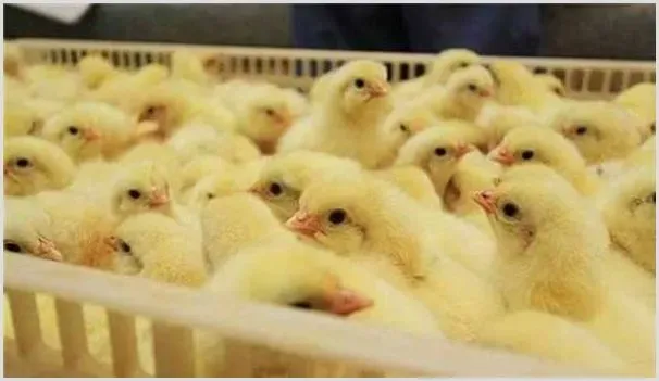 育雏鸡的饲养管理要点 | 农业养殖技术