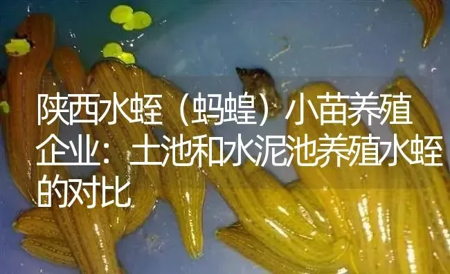 陕西水蛭（蚂蝗）小苗养殖企业：土池和水泥池养殖水蛭的对比 | 特种养殖