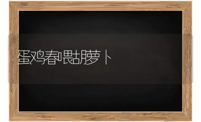 蛋鸡春喂胡萝卜 | 家禽养殖