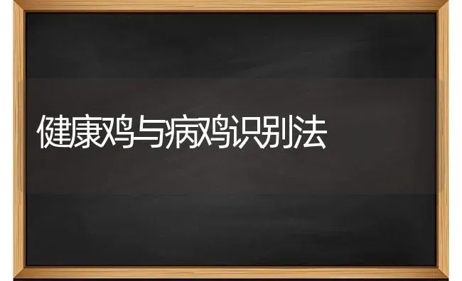 健康鸡与病鸡识别法 | 家禽养殖