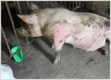 如何防治母猪瘫痪症 | 动物养殖资料