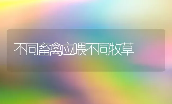 不同畜禽应喂不同牧草 | 家禽养殖