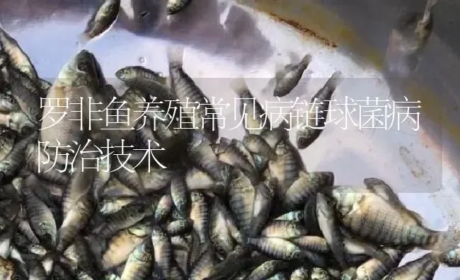 罗非鱼养殖常见病链球菌病防治技术 | 淡水养殖