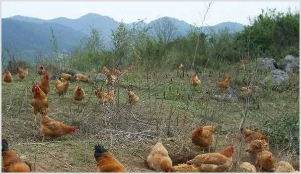 夏季养鸡的六个小妙招 | 养殖动物技术