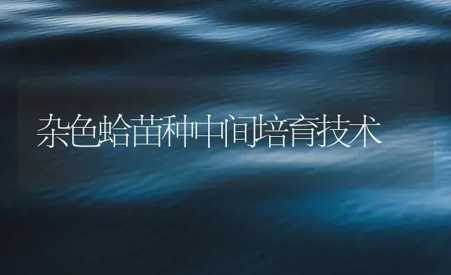 杂色蛤苗种中间培育技术 | 海水养殖