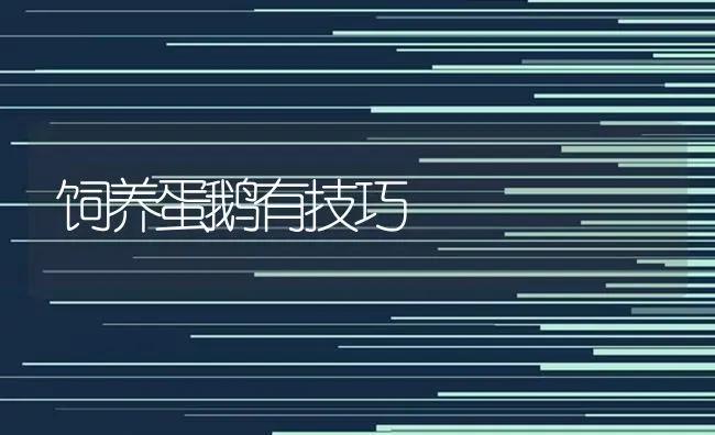 饲养蛋鹅有技巧 | 家禽养殖