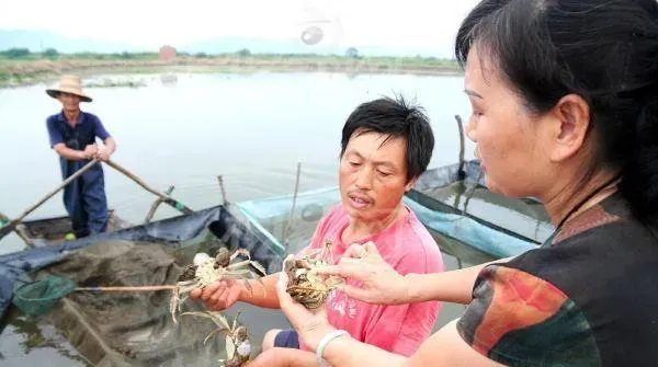 健康养殖河蟹四季指南：每月技术措施详解