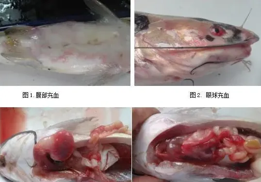 斑点叉尾鮰病害连发三年，他们如何攻破难关？
