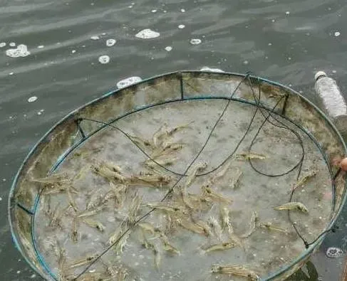 水产杂谈丨论南美白对虾养殖的客观性