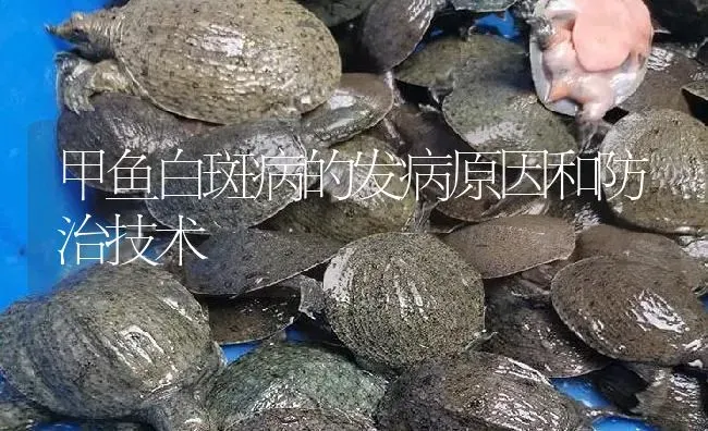 甲鱼白斑病的发病原因和防治技术 | 淡水养殖