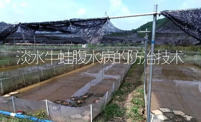 淡水牛蛙腹水病的防治技术 | 特种养殖