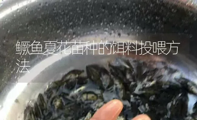 鳜鱼夏花苗种的饵料投喂方法 | 淡水养殖