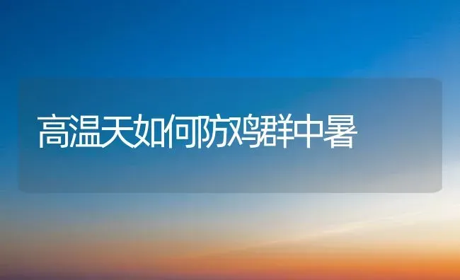 高温天如何防鸡群中暑 | 家禽养殖