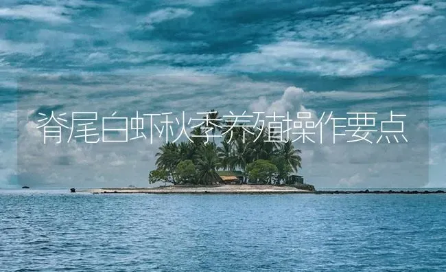 脊尾白虾秋季养殖操作要点 | 海水养殖