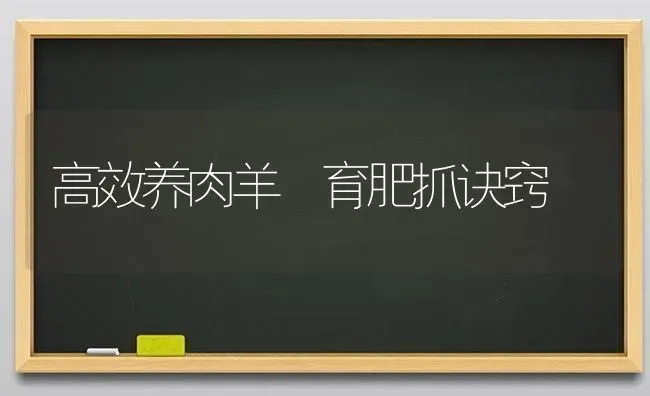 高效养肉羊 育肥抓诀窍 | 家畜养殖