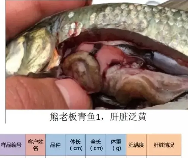 鱼苗价格飙升，鱼体健康堪忧，保苗内服刻不容缓