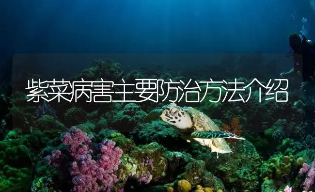 紫菜病害主要防治方法介绍 | 养殖病虫害防治