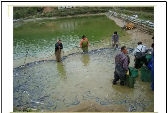 江兴龙教授谈池塘生物膜低碳养殖技术