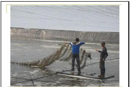 江兴龙教授谈池塘生物膜低碳养殖技术