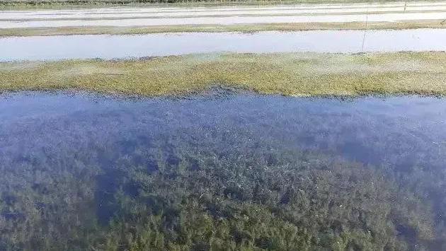 蟹塘水清草好，为何河蟹就是没规格、没产量？？？