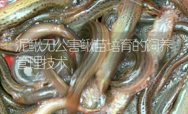 泥鳅无公害鳅苗培育的饲养管理技术 | 淡水养殖