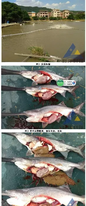 高温期处理匙吻鲟急性肠胃炎死亡