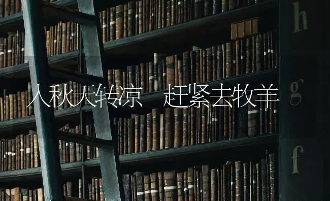 入秋天转凉 赶紧去牧羊 | 家畜养殖