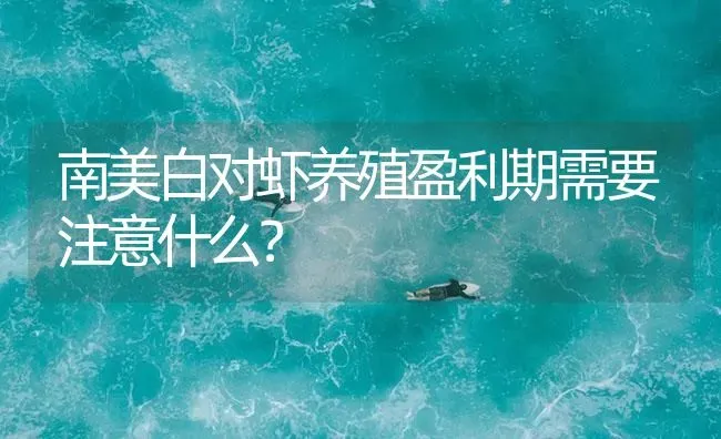 南美白对虾养殖盈利期需要注意什么？ | 海水养殖