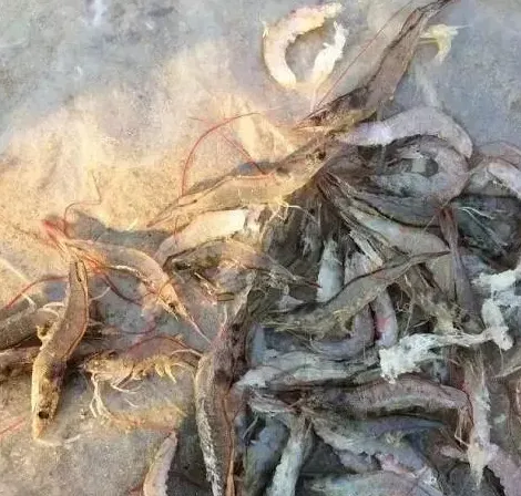 水产杂谈丨论南美白对虾养殖的高产