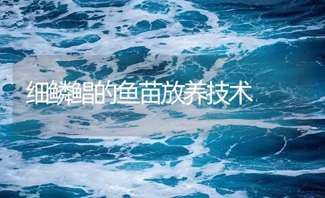 细鳞鲳的鱼苗放养技术 | 海水养殖