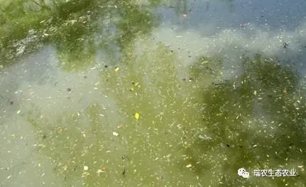 水产养殖中的微生物制剂之二：微生物制剂的优缺点