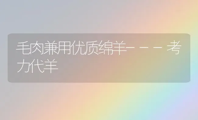 毛肉兼用优质绵羊---考力代羊 | 家畜养殖