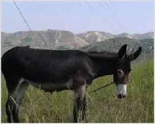 肉驴怎么养殖 | 农业养殖科普