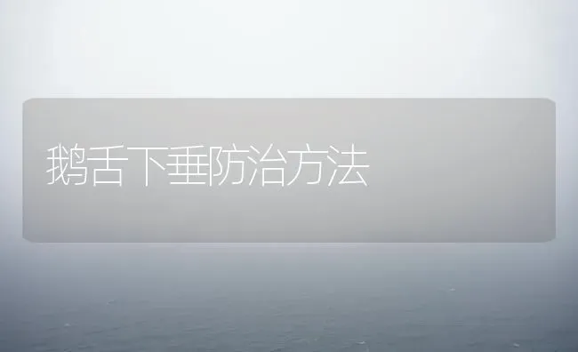 鹅舌下垂防治方法 | 家禽养殖