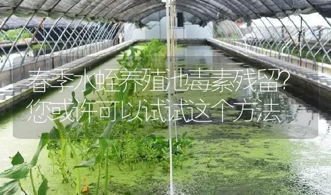 春季水蛭养殖池毒素残留？您或许可以试试这个方法 | 特种养殖