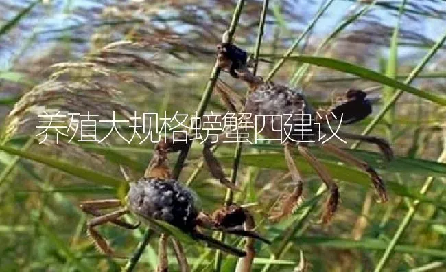 养殖大规格螃蟹四建议 | 淡水养殖