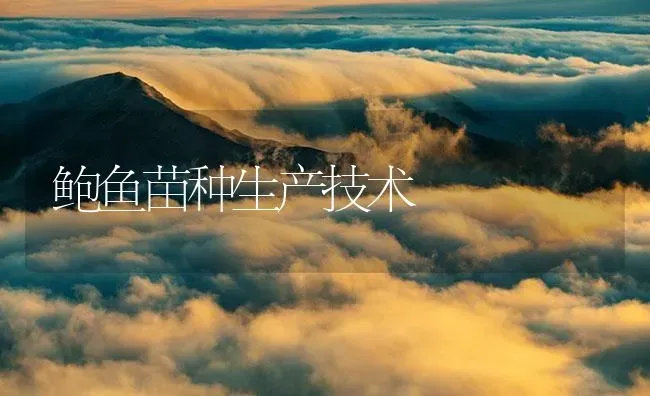 鲍鱼苗种生产技术 | 海水养殖