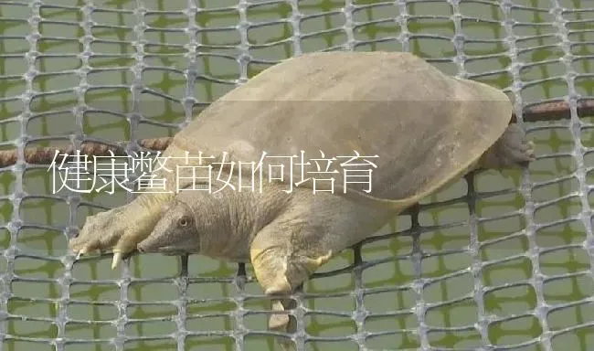 健康鳖苗如何培育 | 淡水养殖