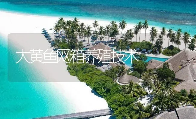 大黄鱼网箱养殖技术 | 海水养殖
