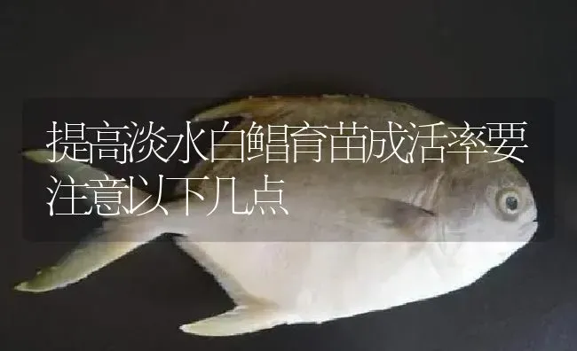 提高淡水白鲳育苗成活率要注意以下几点 提高淡水白鲳育苗成活率要注意以下几点
