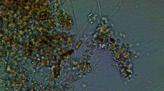 生物絮团技术的养殖应用简介