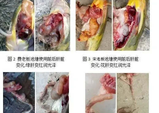 黄颡鱼养殖户使用肝肠利健前后效果纪实