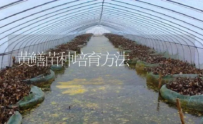 黄鳝苗种培育方法 | 淡水养殖